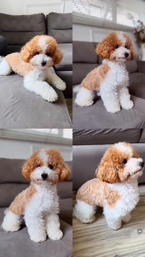 Pejantan party Poodle ( open Pacak ) import taiwan