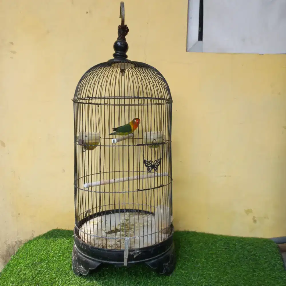 Burung lovebird