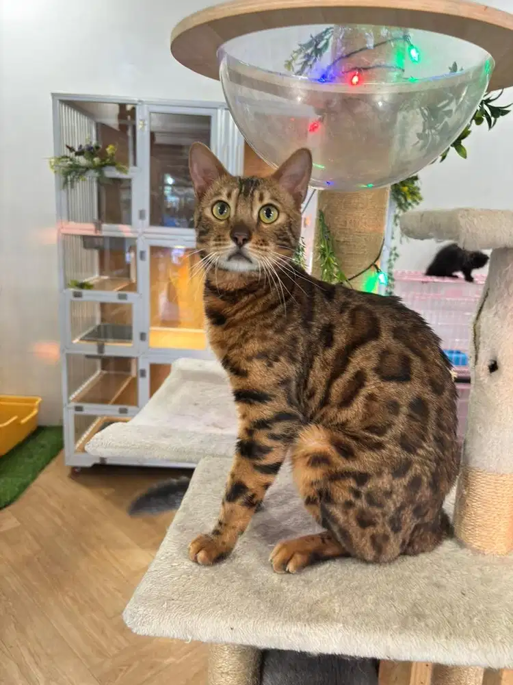 Ben9al Jantan 1th up