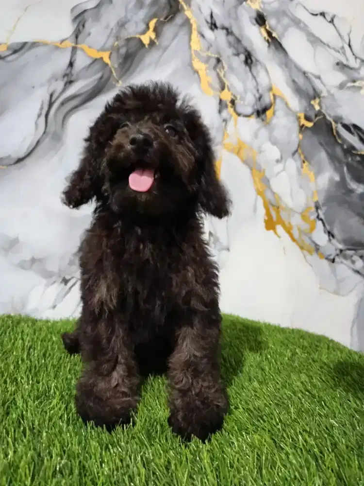 Poodle betina dark silver