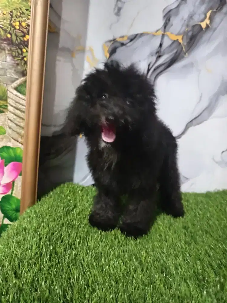Poodle betina hitam
