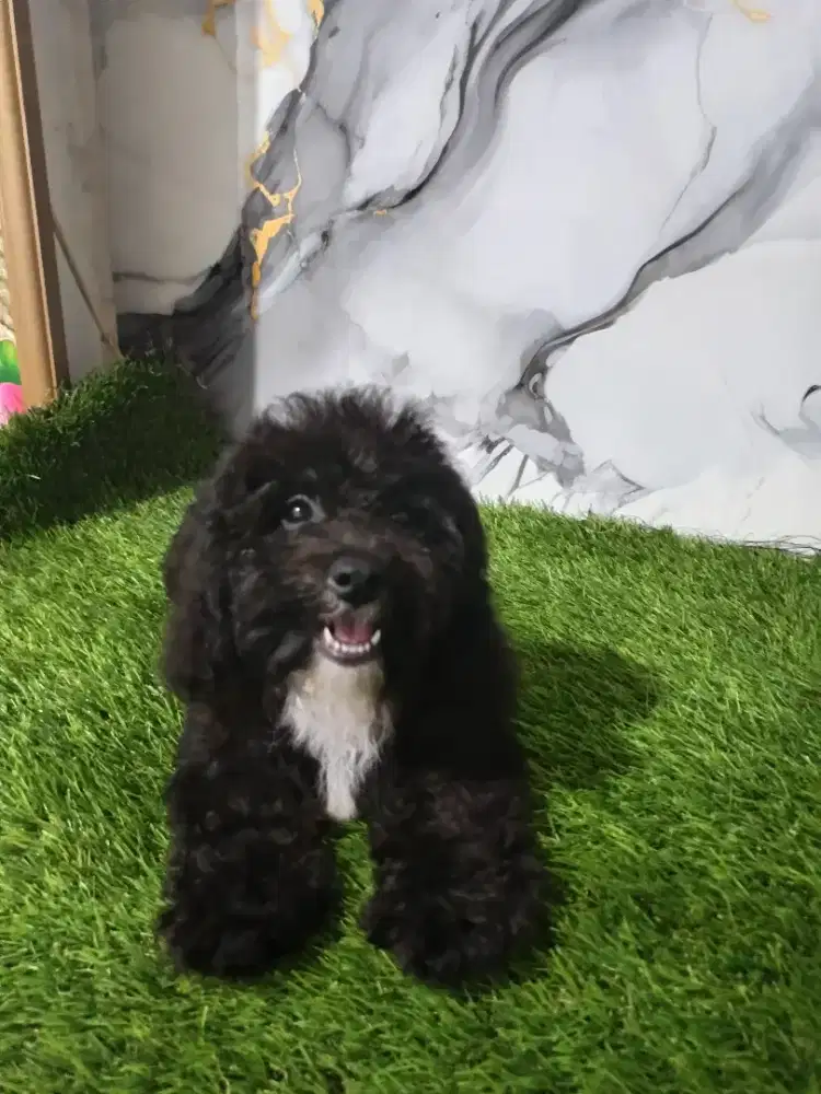 Poodle hitam jantan tiny