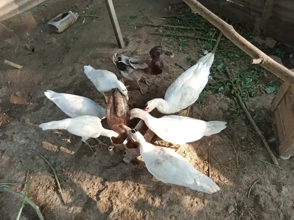 Jual mentok/entok Jumbo