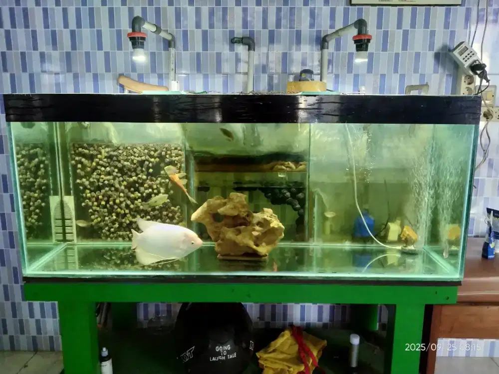 Akuarium 125X50X51 tebal 1cm