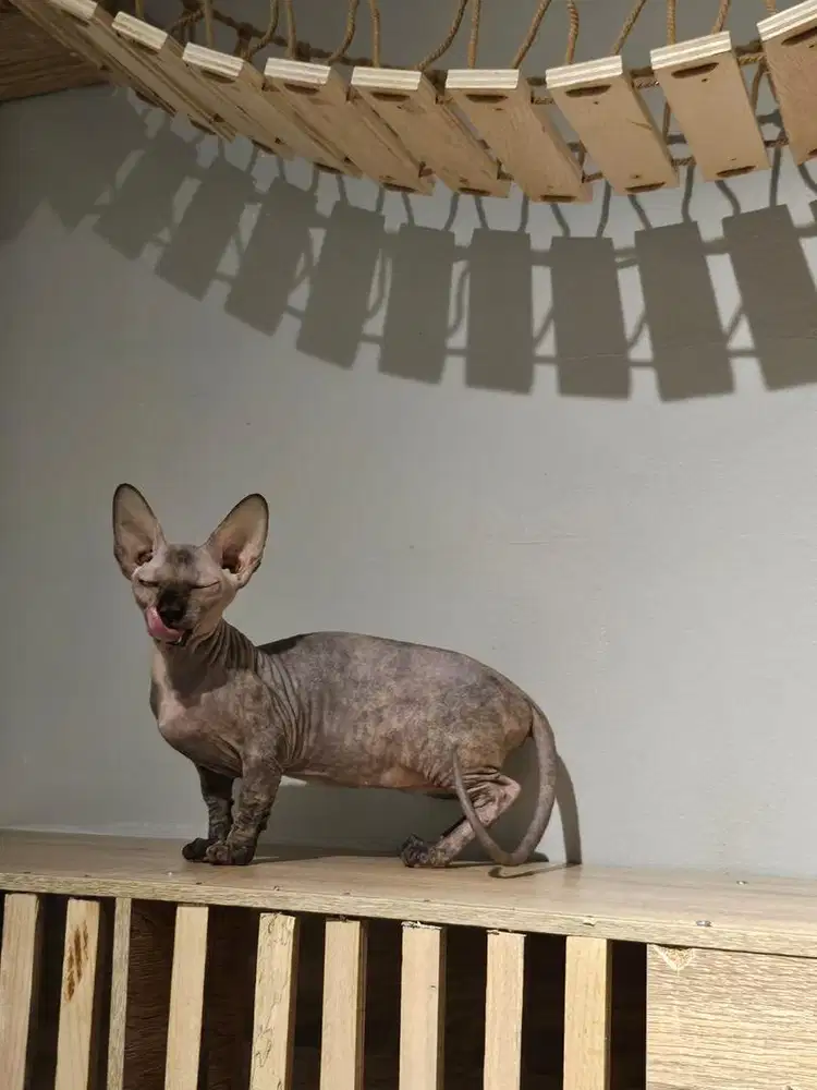 Bambino 3/4 warna tortie betina calon indukan