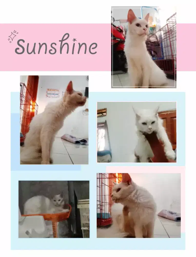 Kucing mainecoon betina non ped