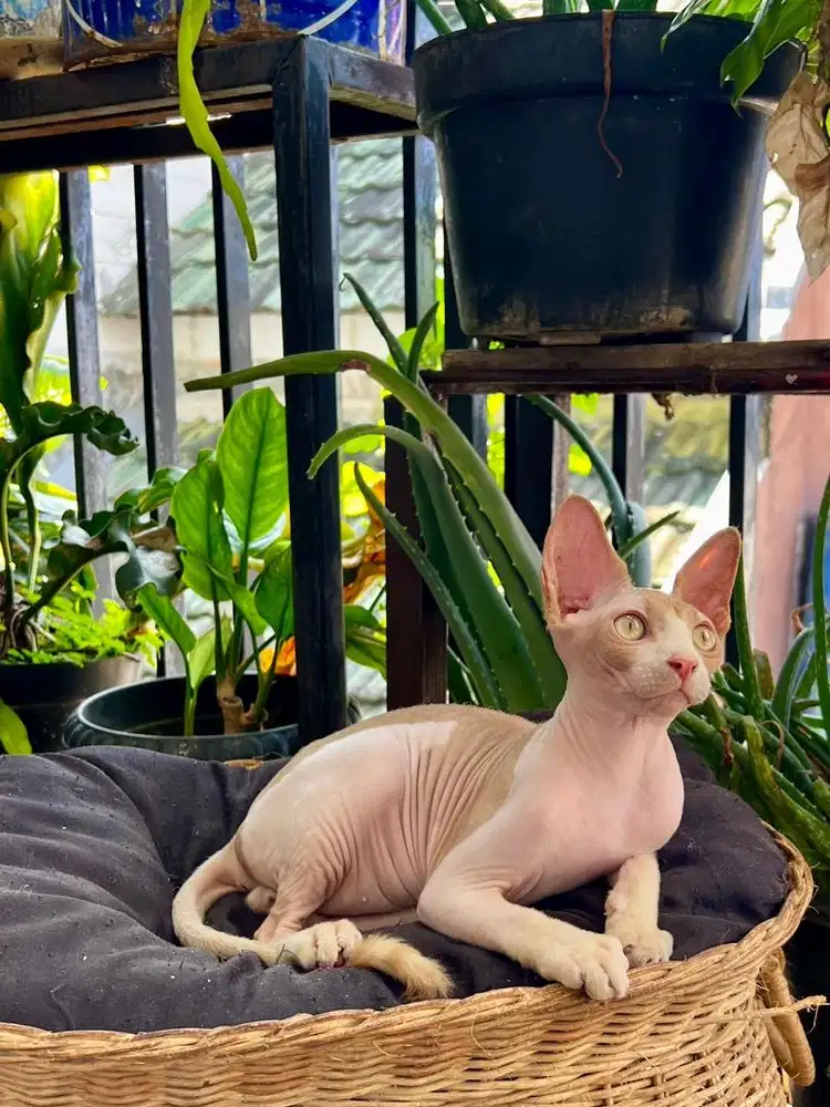 Kitten sphynx jantan bicolor bawa gen bambino