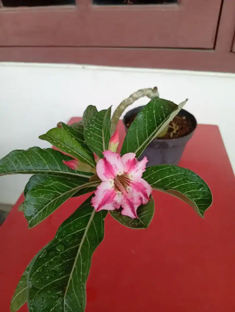 Tanaman Kamboja Harry potter berbunga