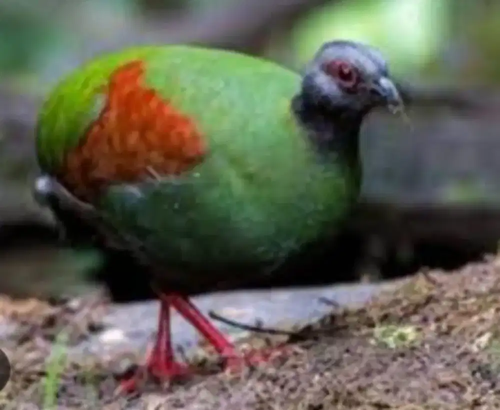 Burung Puyuh Hias Segayan