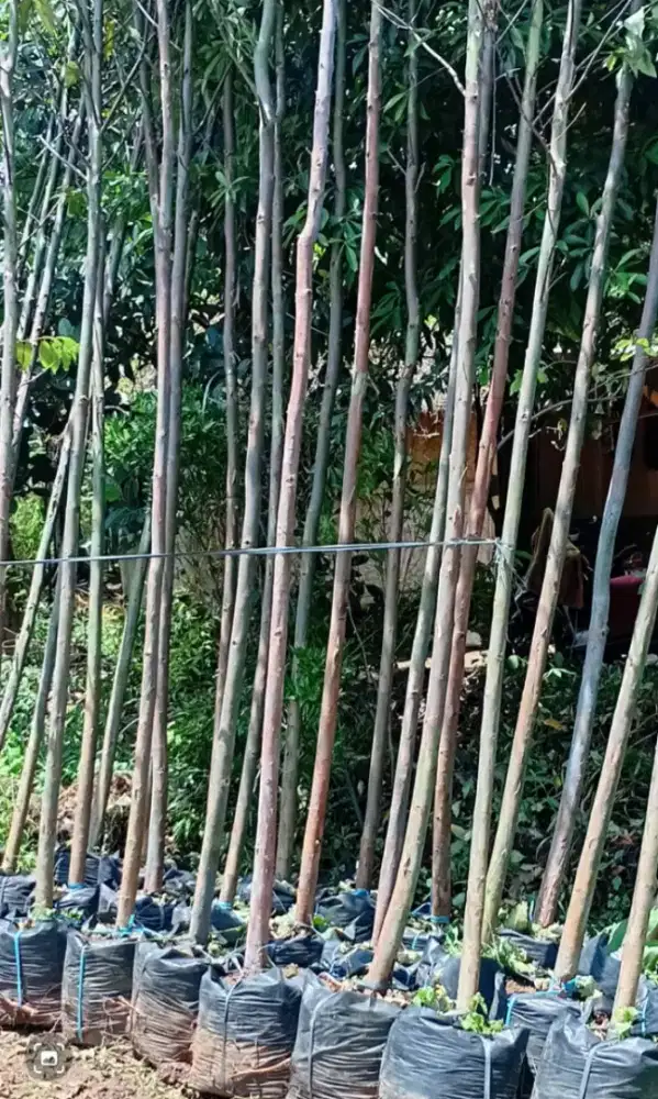 pohon Ekalitus rembo dan tanaman hias