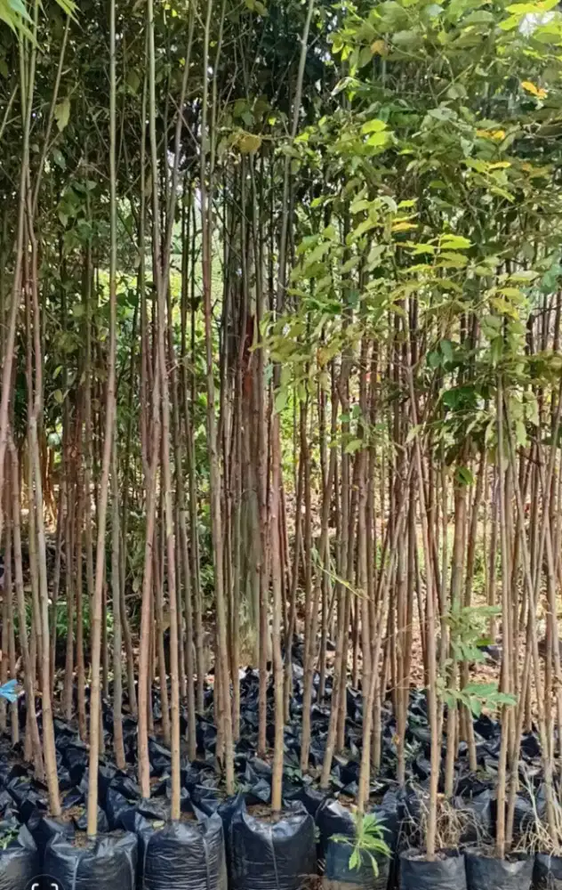 pohon Ekalitus rembo dan tanaman hias