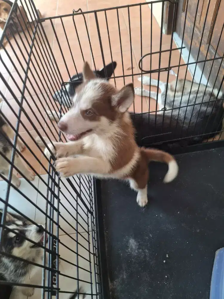 Pupies husky mix malamut ( kebayoran lama)