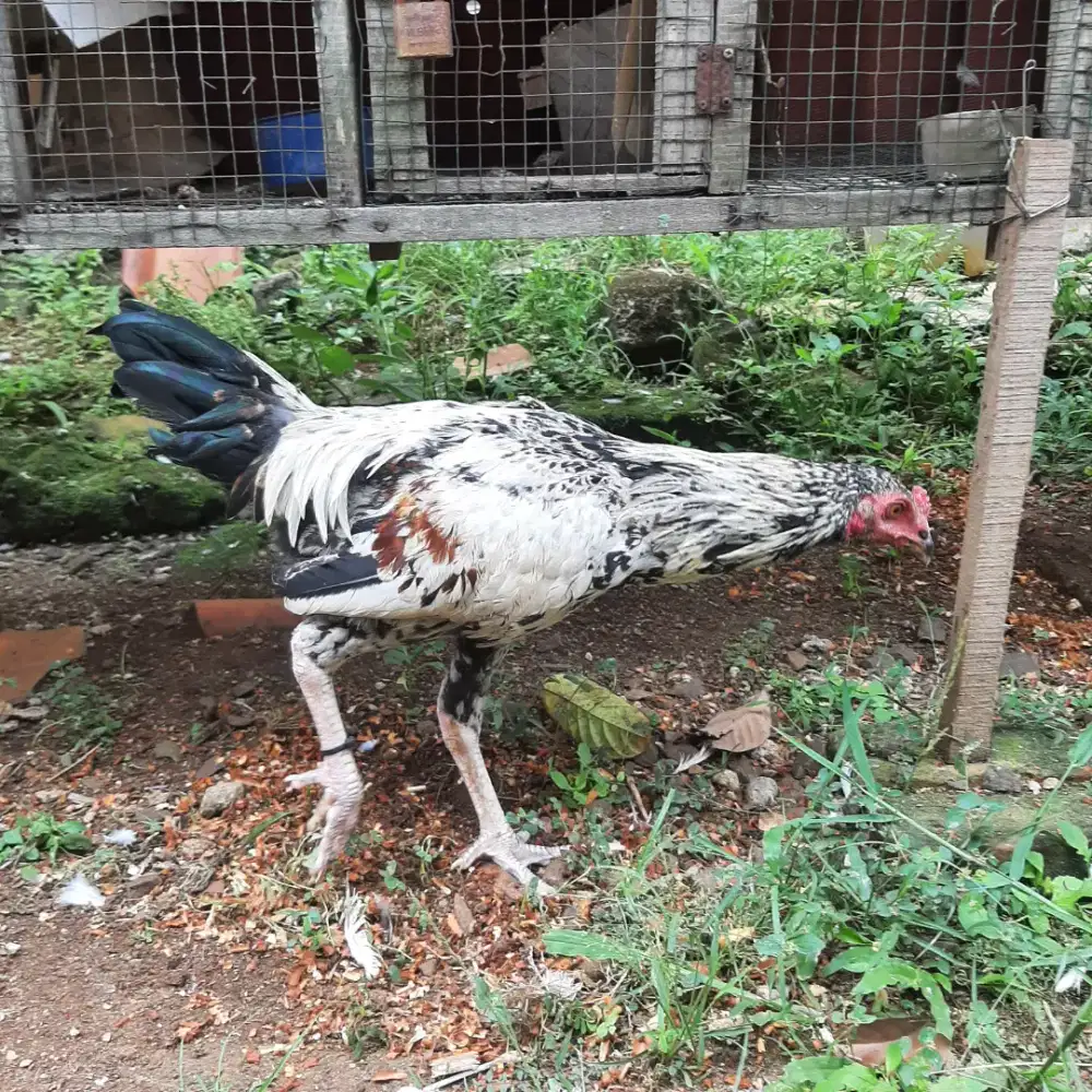 Ayam JaGo silangaN Bangkok x BoiLer