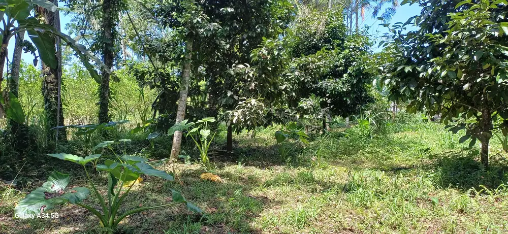 di kontrak kan tanah  cantik dan strategis view sawah lembah dan sungai di utara  ubud