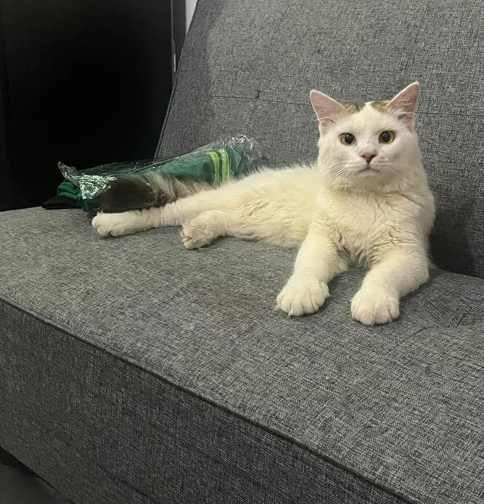 Kucing Anggora jantan