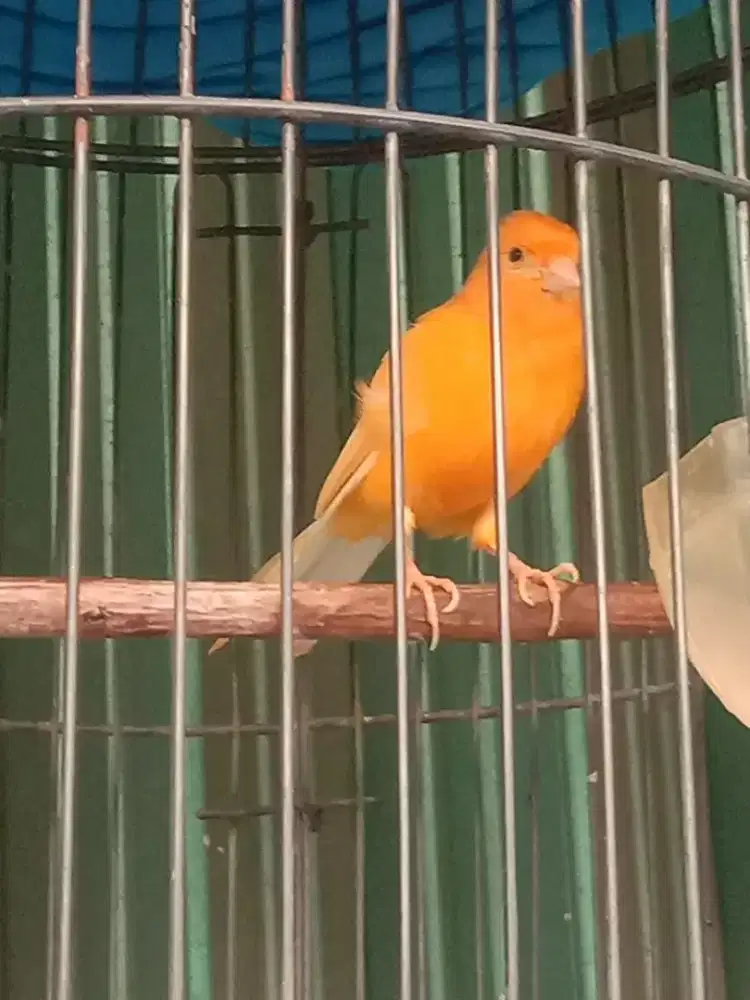 Bismillah jual  berkah apa adanya burung merlok gacoran fulset