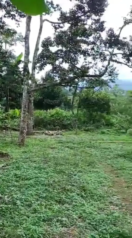 Dijual Cepat Tanah Lokasi Strategis Cijeruk Desa Cijeruk Bogor