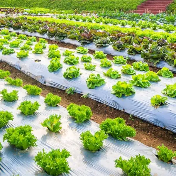 Mulsa Plastik Hitam Perak Lebar 1,2m untuk Budidaya Sayuran