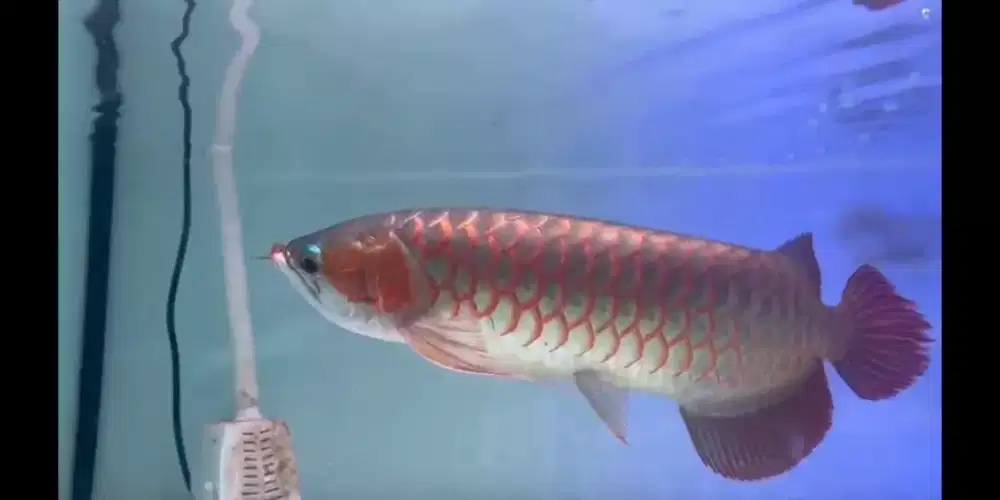 Super red ajib la merah pekat