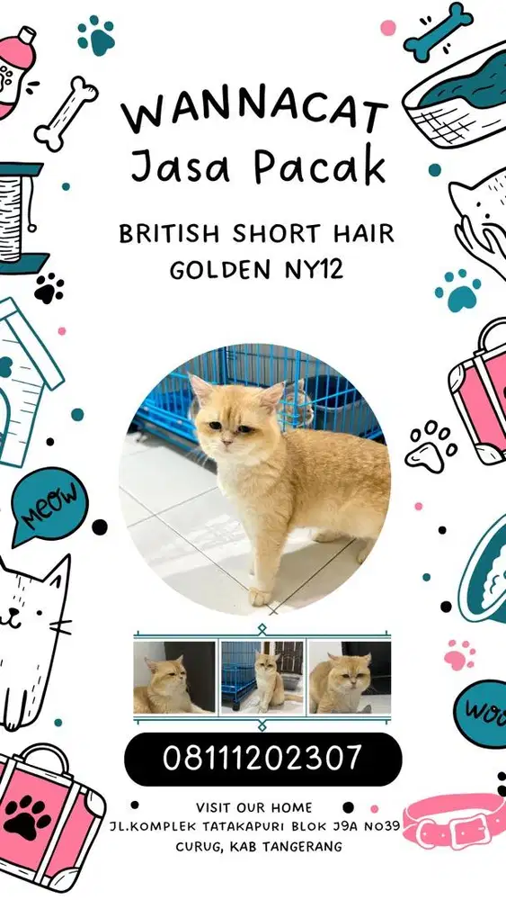 BSH / BRITISH SHORT HAIR GOLDEN JANTAN