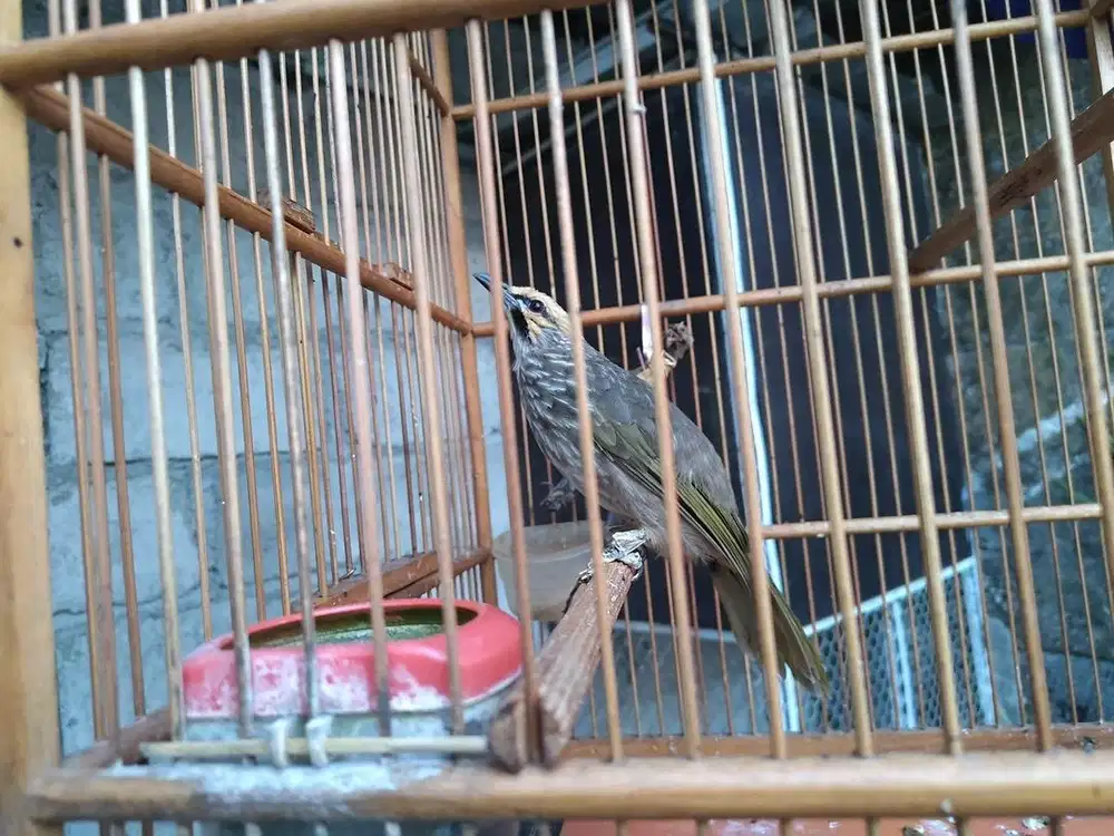 Kandang Burung Sultan obat ganteng