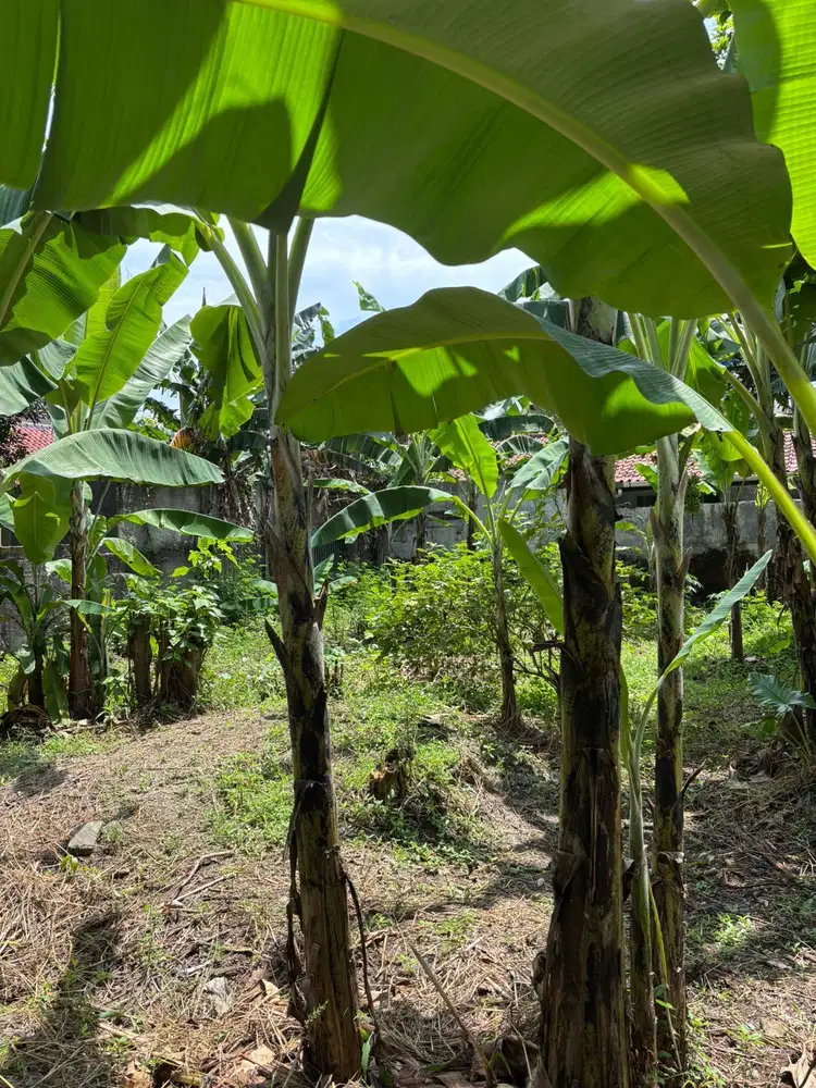 Jual Cepat Tanah Cocok Untuk Perumahan Area Srengseng Sawah Jagakarsa