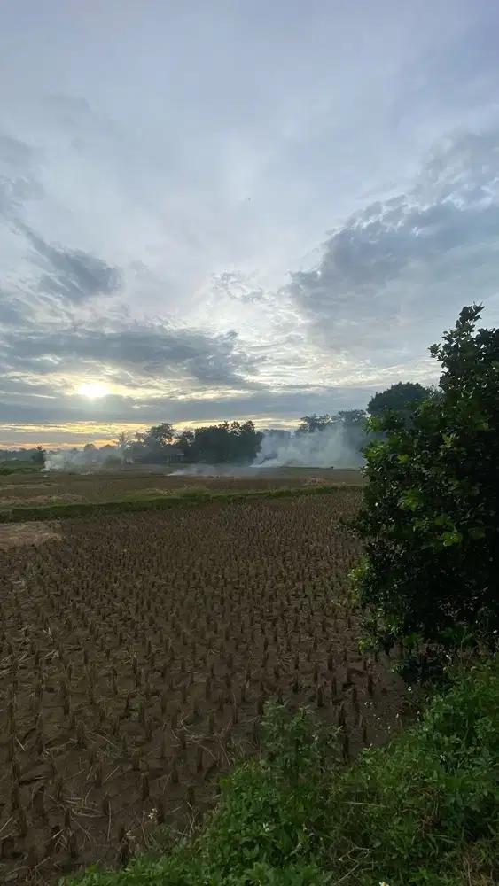 Jual Cepat Tanah Padat Sawah Area Legok Tangerang Banten