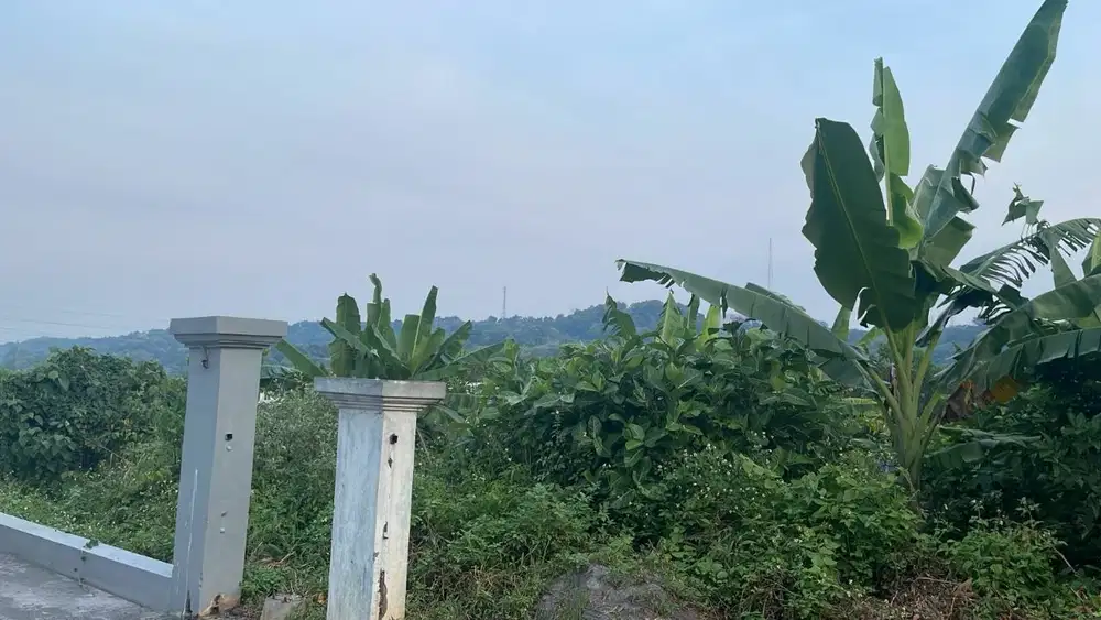 Tanah jangli mars candi golf