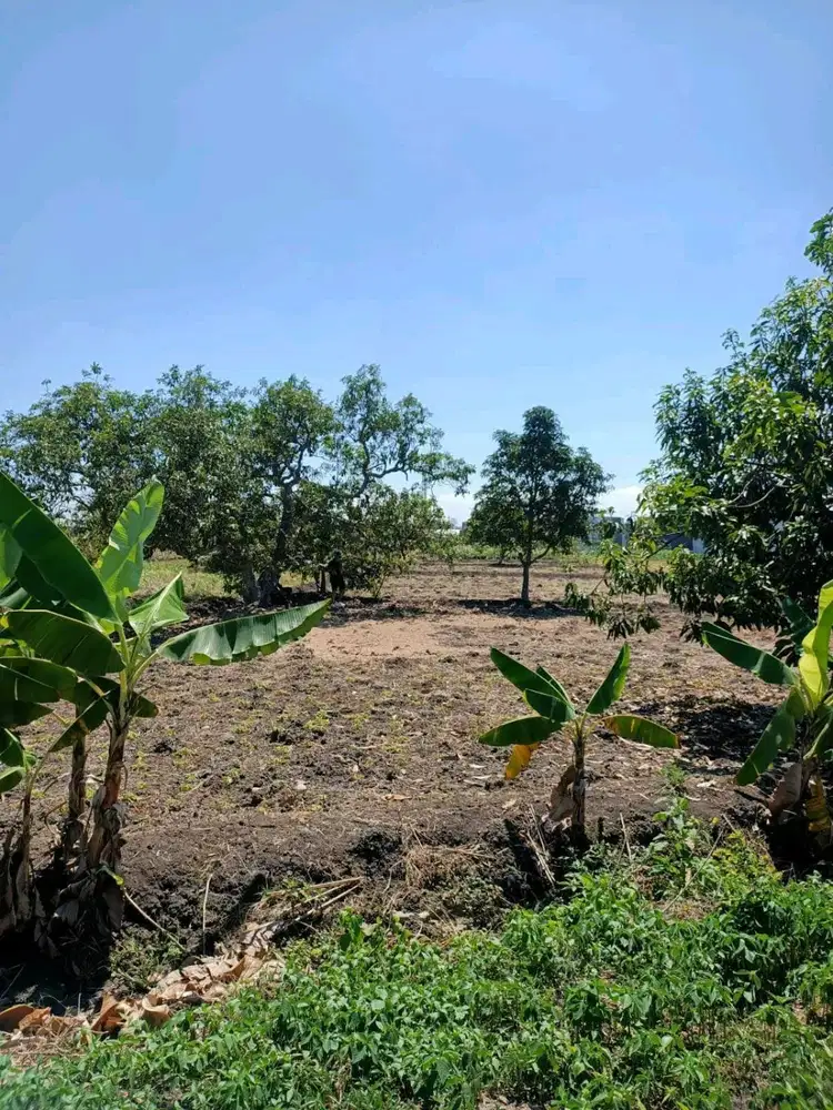 DIJUAL TANAH ALAS MALANG SAMBIKEREP SURABAYA RON.A2727