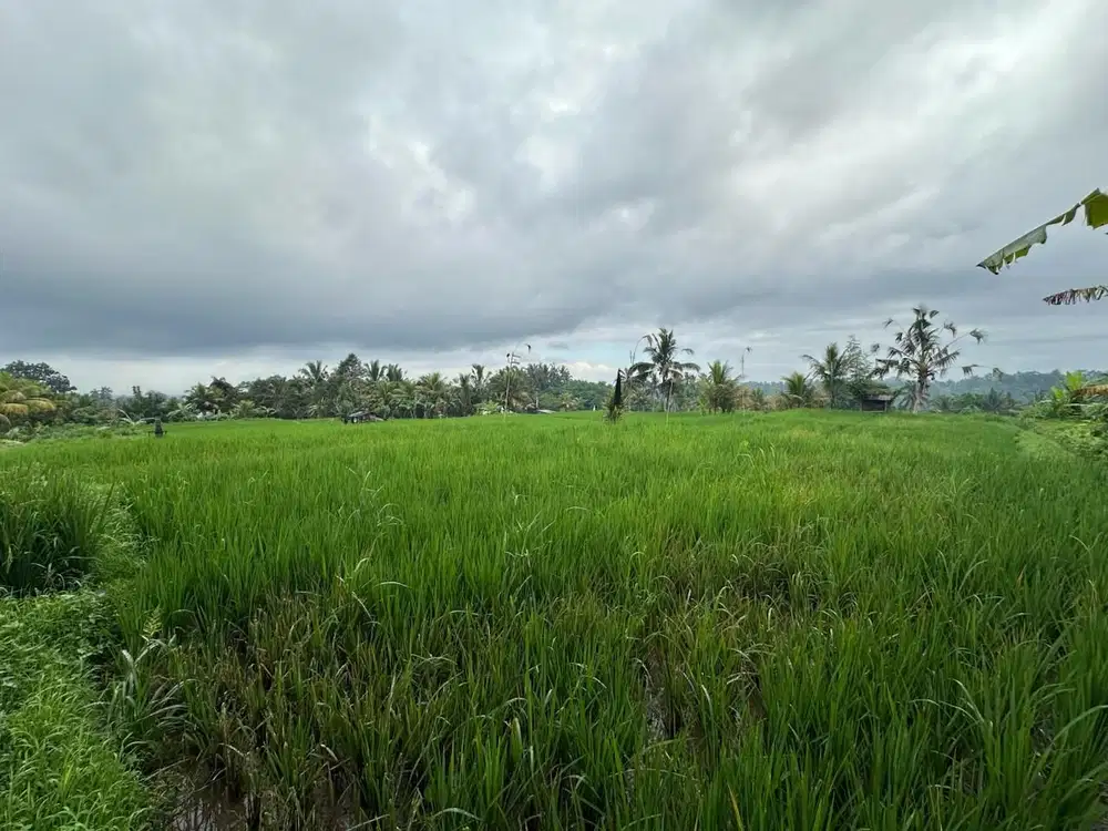 Dijual Tanah Prime View Sawah dan Gunung di Tegallalang, Gianyar