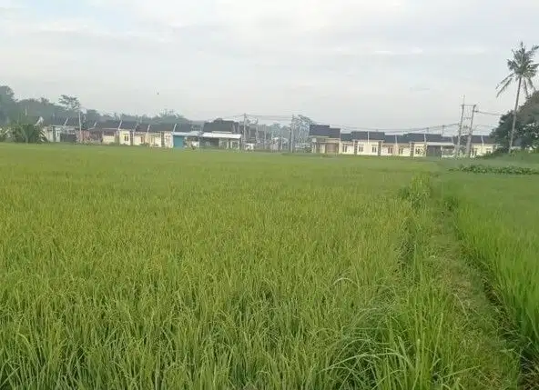 Tanah Luas di daerah CIlengsi Jawa Barat akses depan Jalan sudah COR