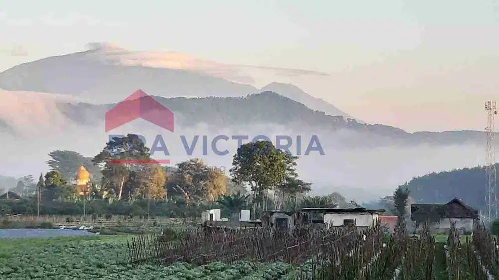 Tanah luas dijual di Gendro Nongkojajar Pasuruan
