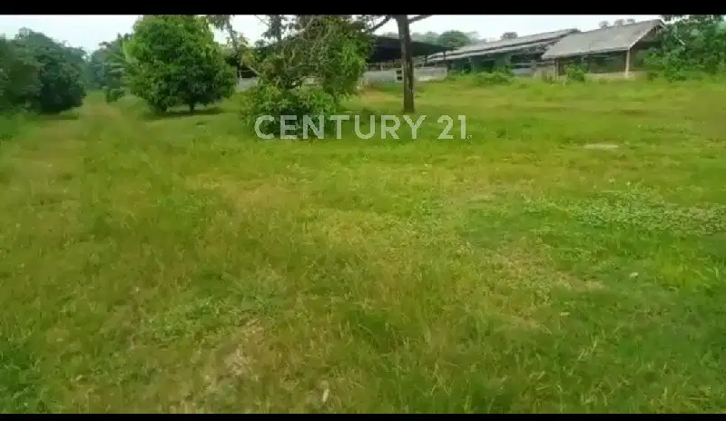 Tanah Datar Di Kp Pasir Petai Desa Karya Mekar Kec Cariu Bogor