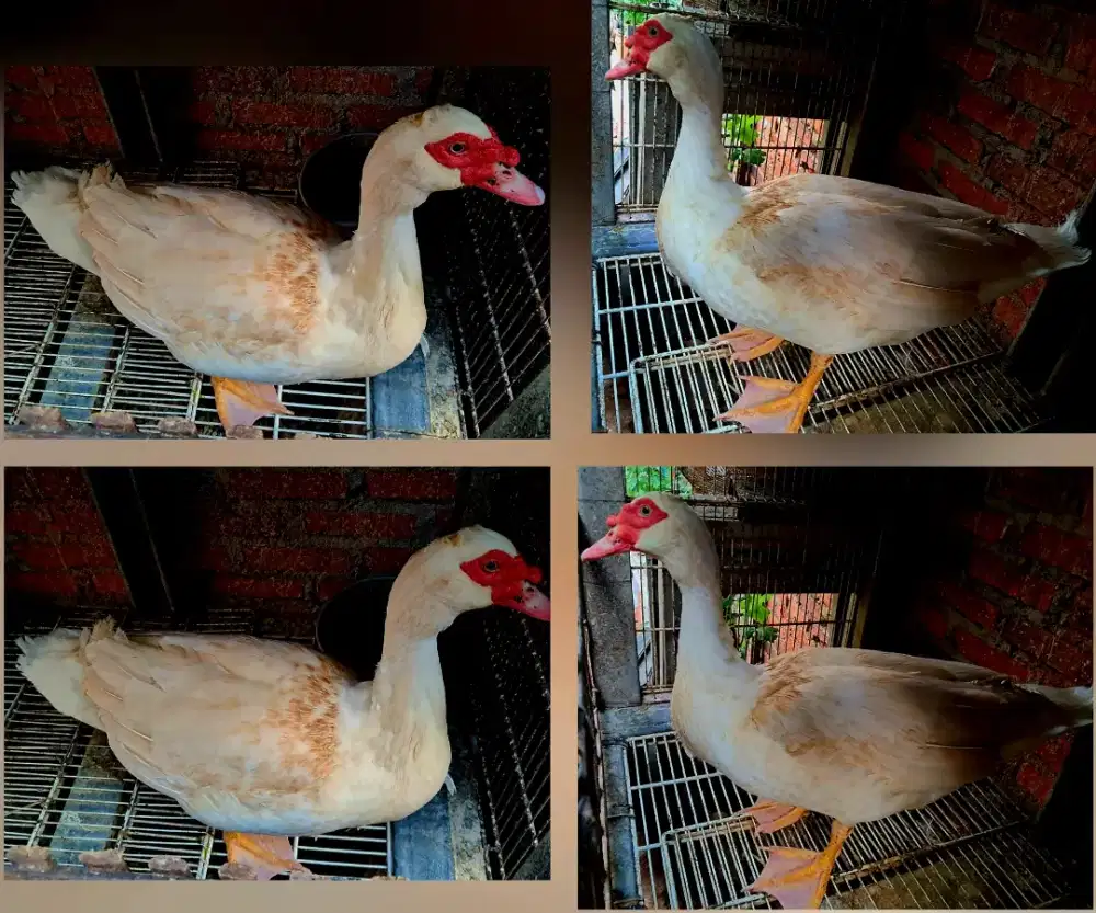 Entok Blitar Jantan Jumbo umur 6 Bulan, minat di NEGO SAJA