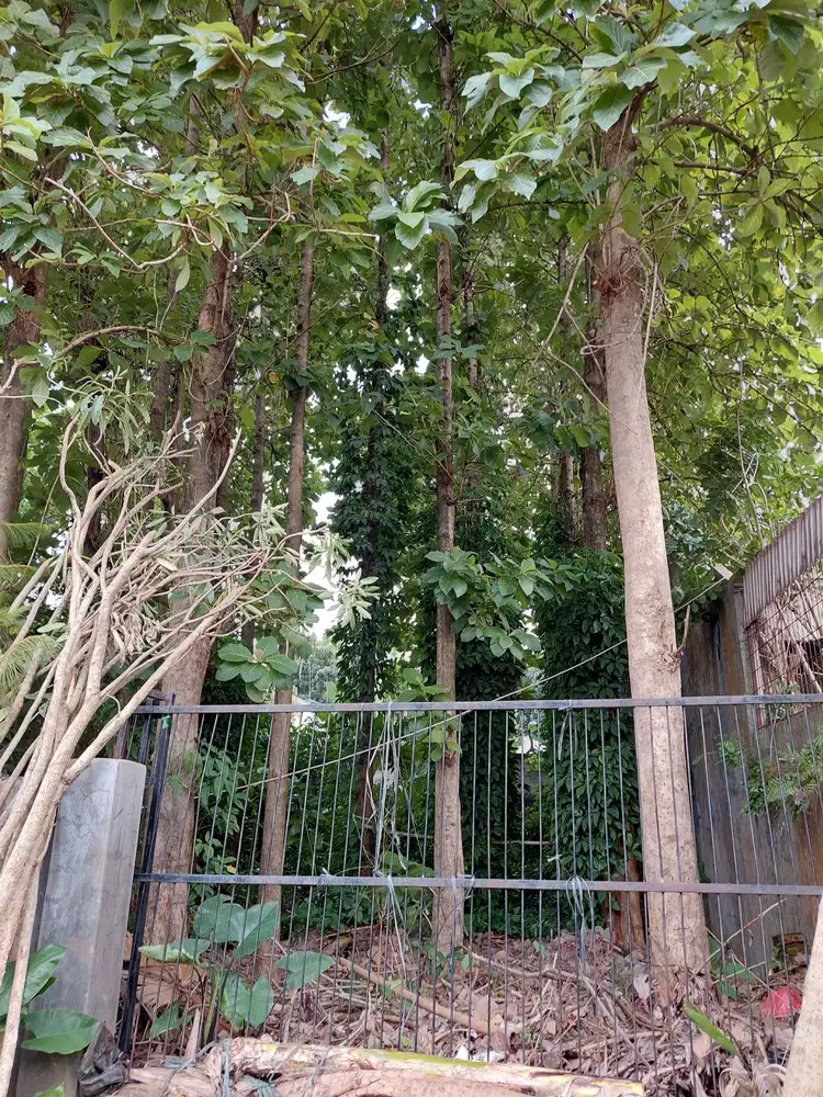 Dijual 2 Kavling Strategis Bonus Jati Di Kavling DKI Meruya Jakarta