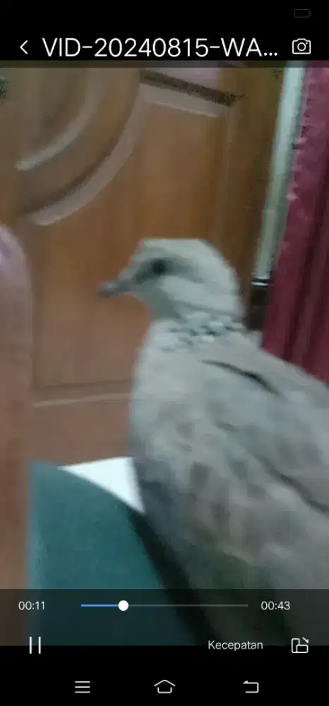 Tekukur sepasang kuk 2 paten split putih