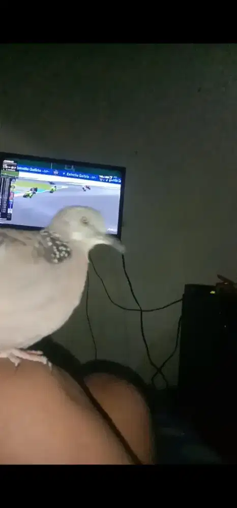 Tekukur dewasa kuk 1, trah putih