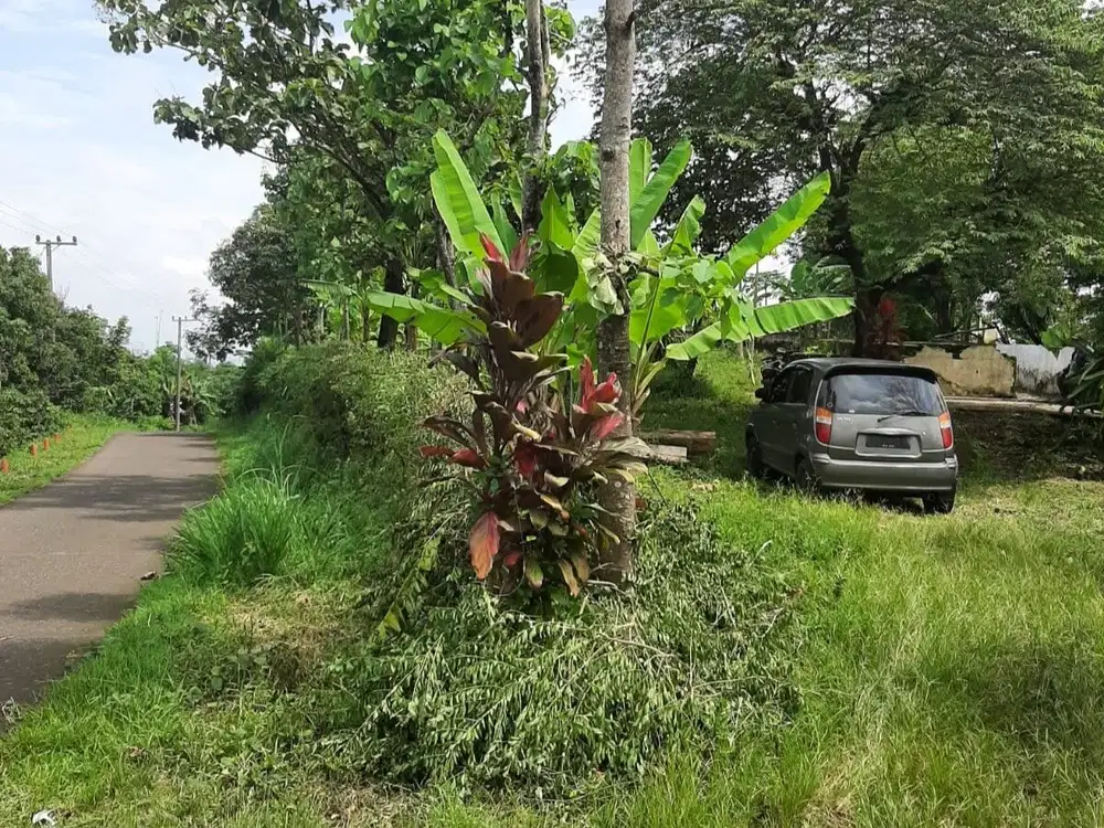 Tanah Kebun 2,5 Ha SHM di Wonokerto Wonosalam Jombang