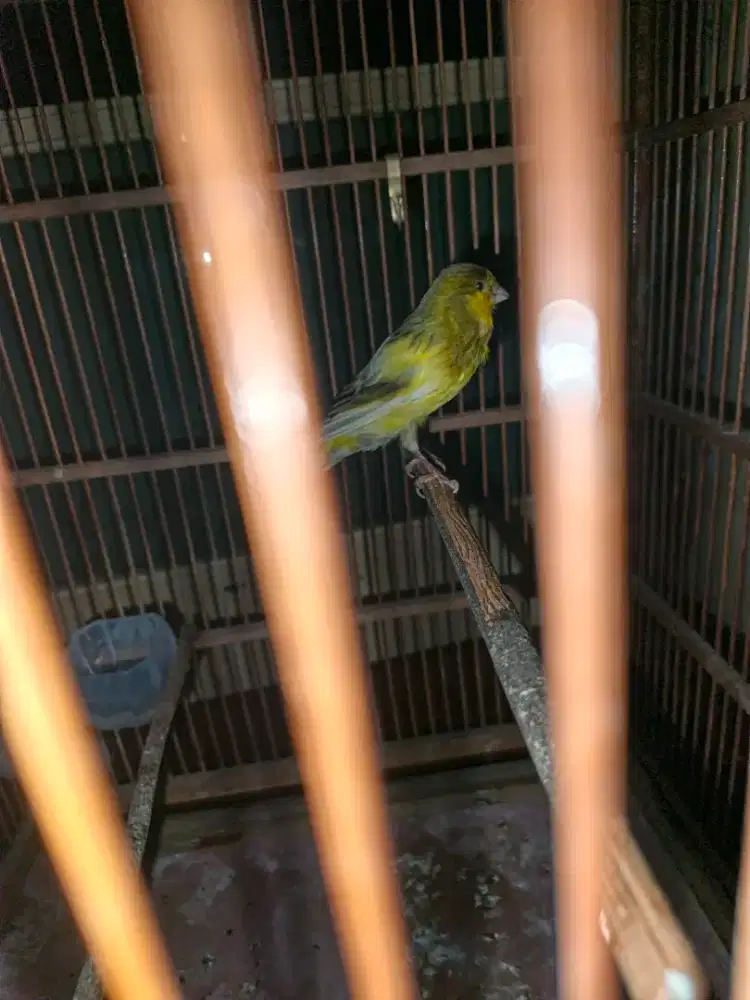 Rasmi manga cek pantau langsung lokasi