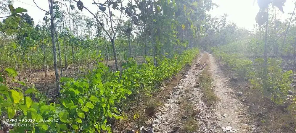 Tanah murah dan strategis di Kawsan wisata Goa Pindul Gunungkidul Shmp