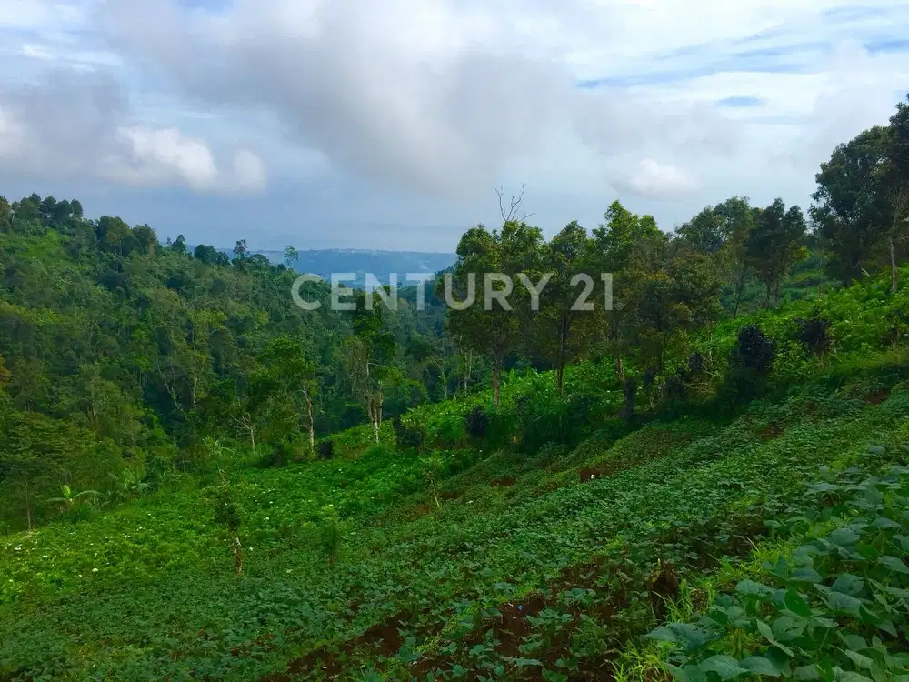 Jual Tanah Bali Buleleng Invest Villa Resort Perkebunan