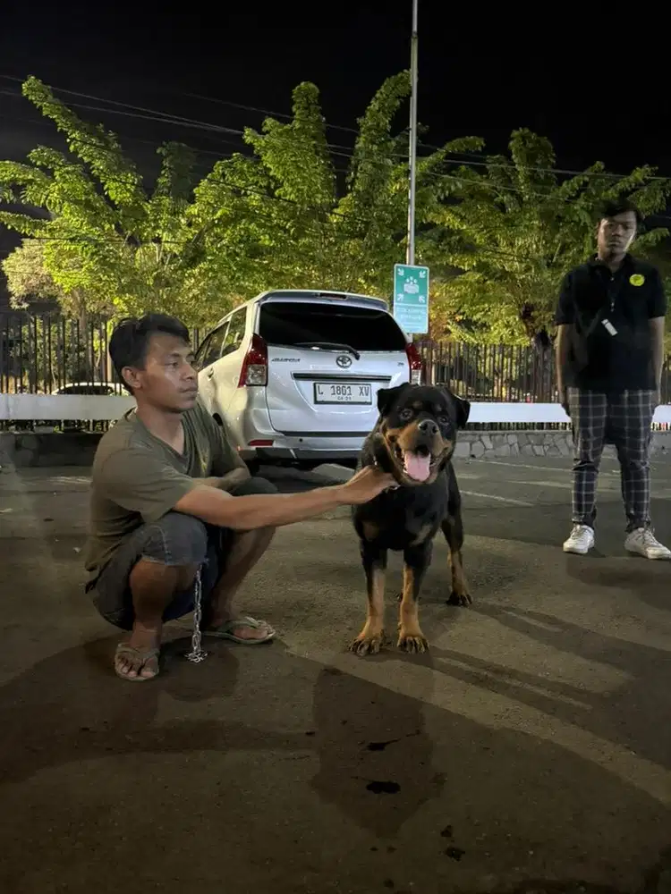 anjing rottweiler jantan open stud / open pacak