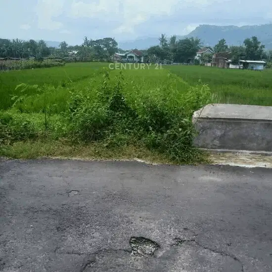 Dijual Tanah Sawah SHM Mangku Jalan Aspal Di Piyungan