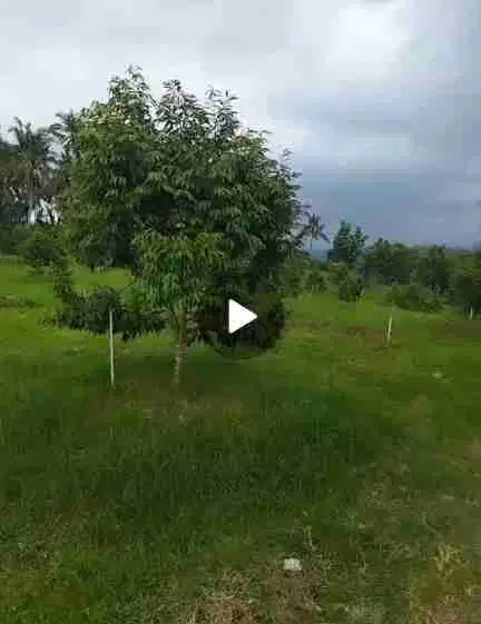 Jual Lahan perkebunan buah durian dan alpukat