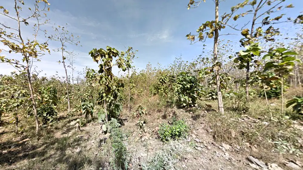 Tanah Hutan 1,5 ha di Plandaan, Jombang