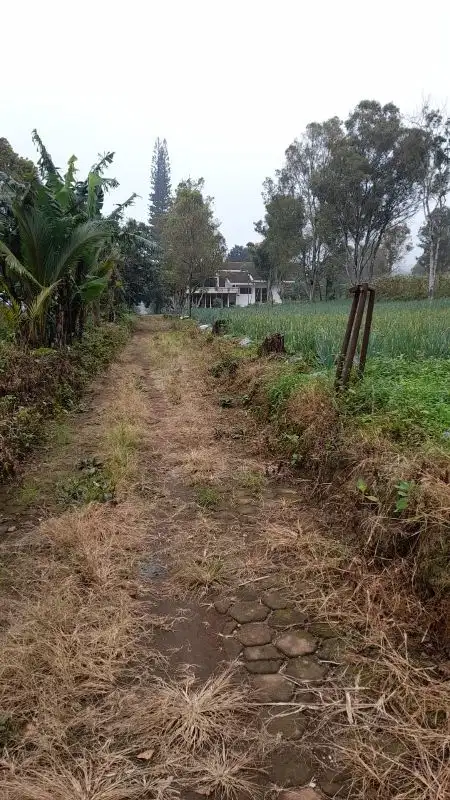 JUAL MURAH DAN CEPAT TANAH DI PERKEBUNAN CIANJUR GEKBRONG