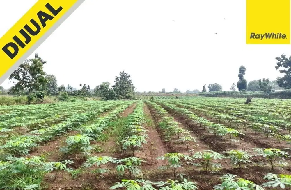 Jual Tanah Bumi Ratu Nuban Lampung tengah