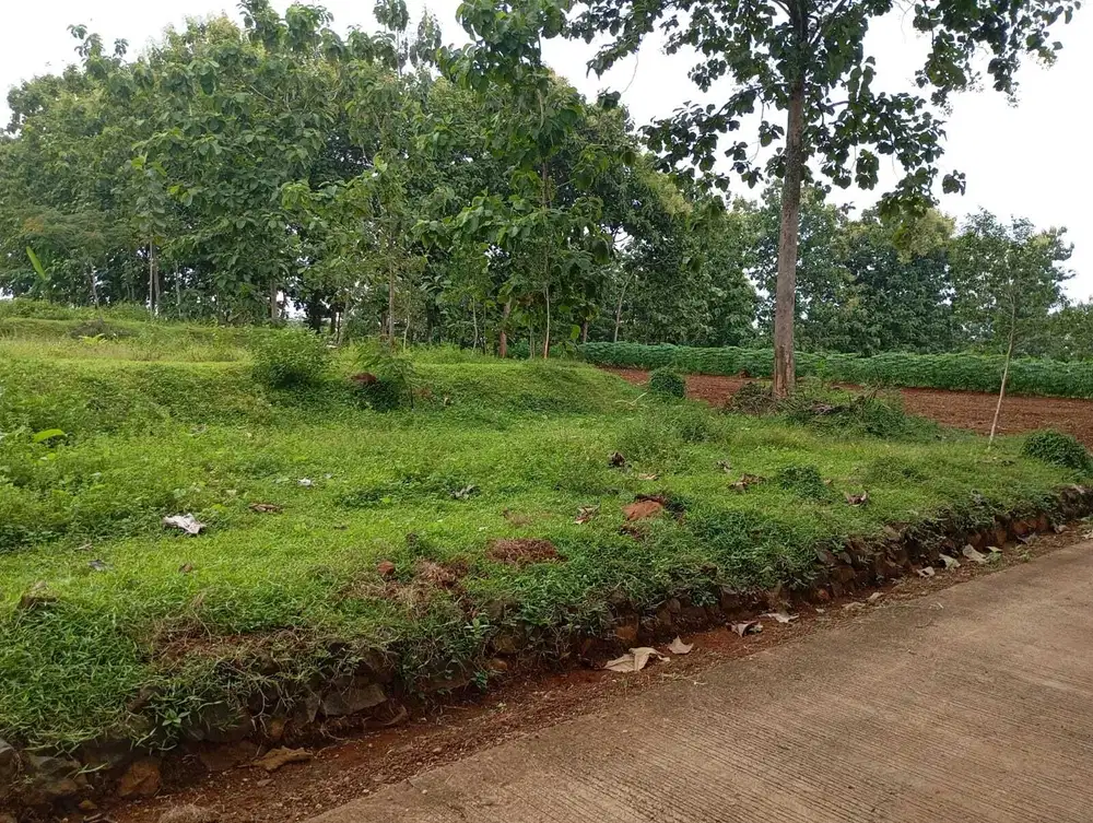 Dijual Tanah Murah dan Luas di Pedesaan Sejuk Tawangsari, Kerjo