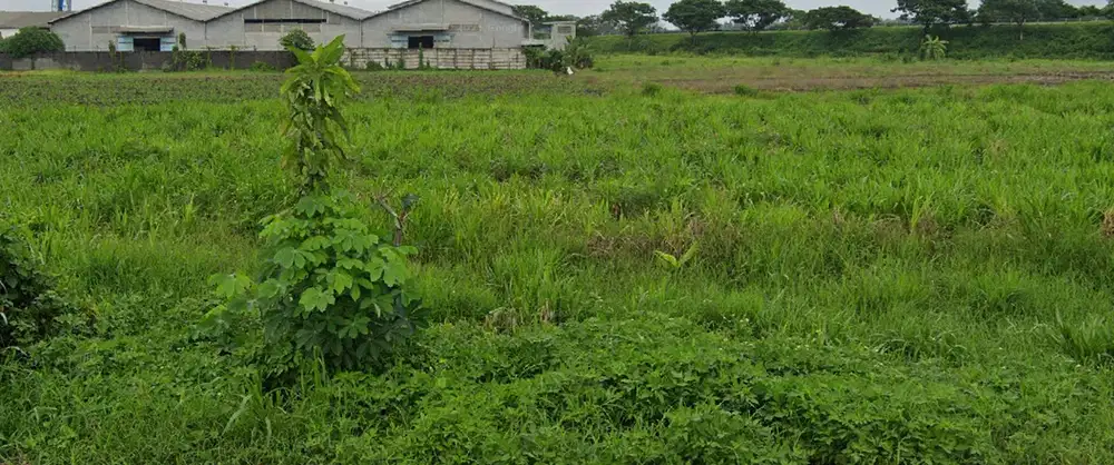 Tanah Dijual Murah dan Luas Berlokasi Strategis di Tuban