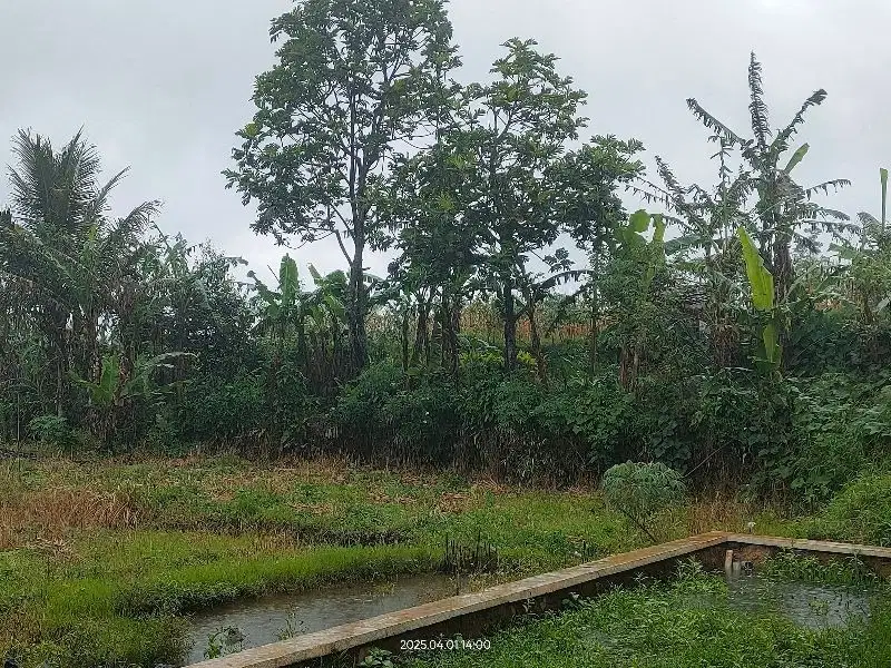 Tanah Kebun Luas dan Murah 8.800m2 di Sukalarang, Kab. Sukabumi